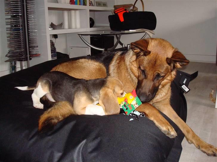 Beagle Freya - Freyas første gave fra hendes bedste veninde billede 11