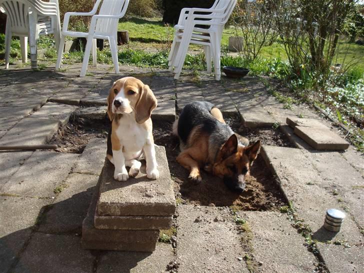 Beagle Freya - freya og hendes bedste veninde billede 12