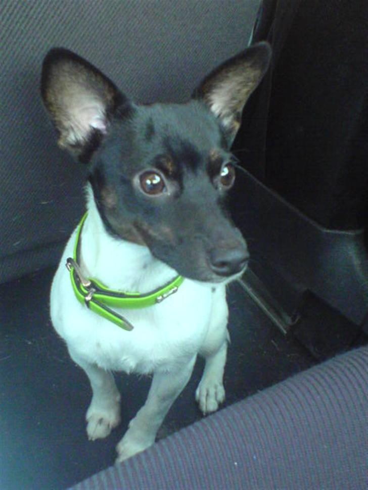 Glathåret foxterrier kiwi - kiwi i bilen på vej ud og sejle billede 1