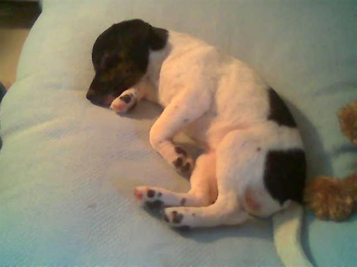 Glathåret foxterrier kiwi - kiwi 12 uger gammel billede 2