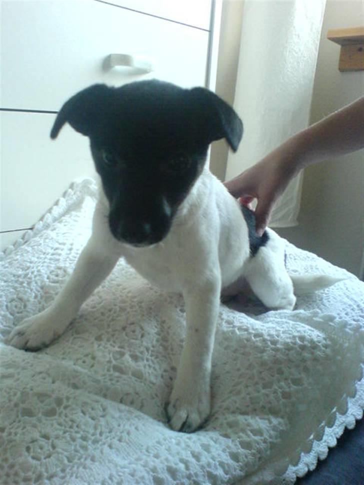 Glathåret foxterrier kiwi - det er altså træls at sidde stille så længe billede 3