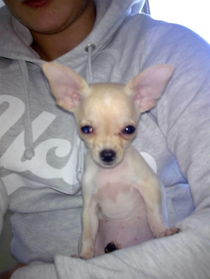 Chihuahua ¨˜”°º•Gucci•º°”˜¨ - Elsker når, mor holder om mig.. Det bare så dejligt.. billede 3