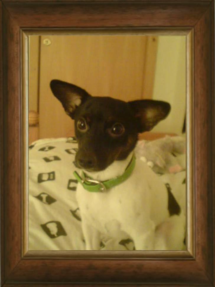 Glathåret foxterrier kiwi - er jeg ikk sød billede 4