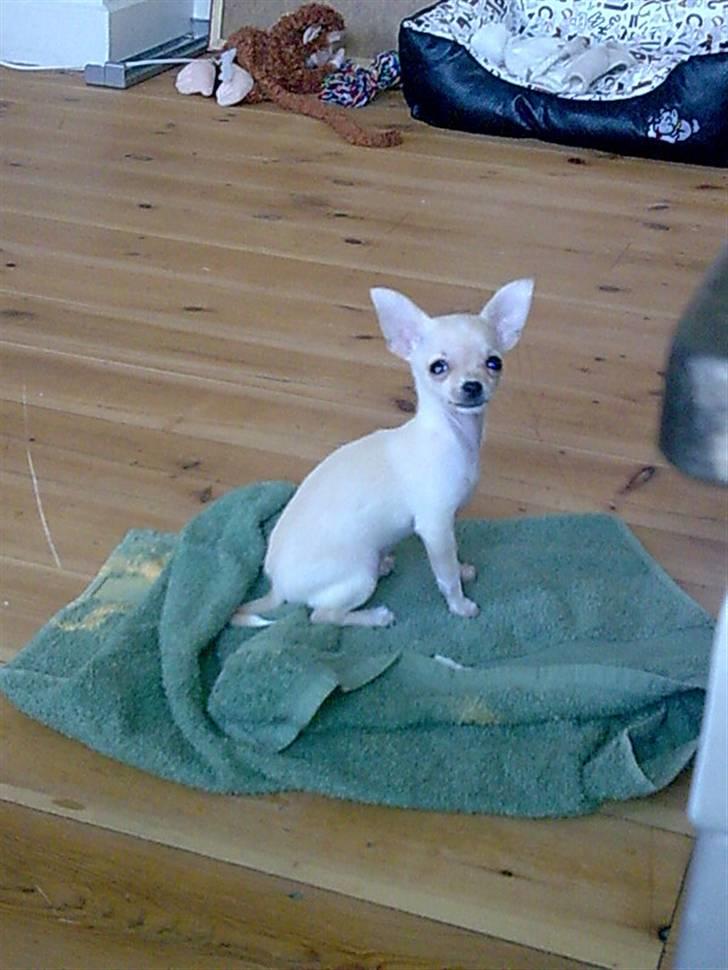 Chihuahua ¨˜”°º•Gucci•º°”˜¨ - pas på. Jeg er stor og farligt, og kan sige vov.. billede 4