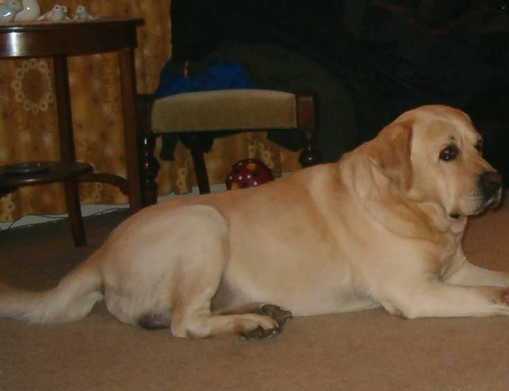 Labrador retriever Tiggo    R.I.P billede 2