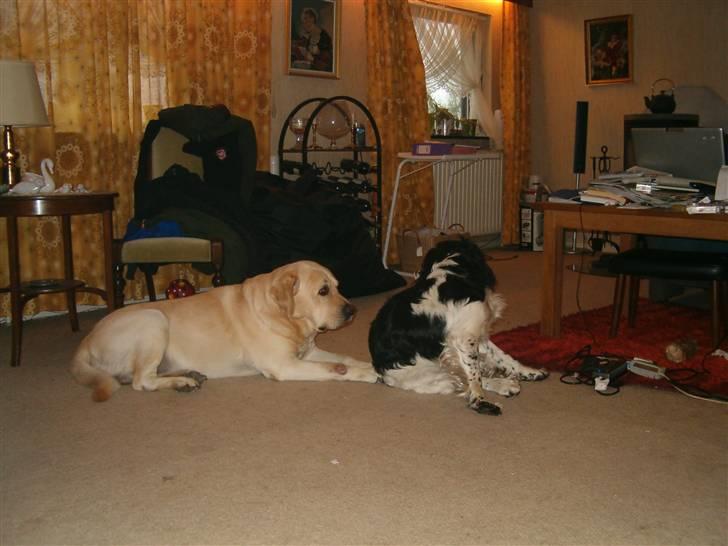 Labrador retriever Tiggo    R.I.P billede 3