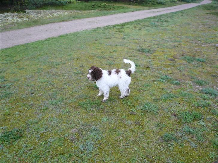 Lagotto romagnolo Mumi billede 1