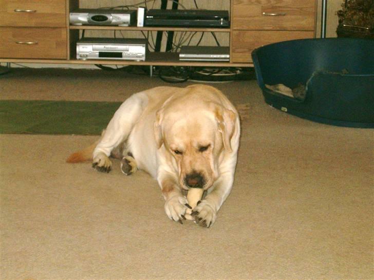 Labrador retriever Tiggo    R.I.P billede 4