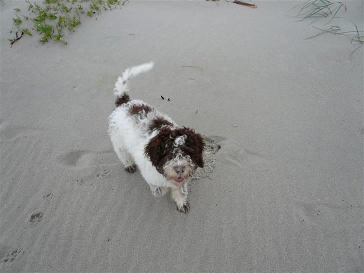 Lagotto romagnolo Mumi billede 2
