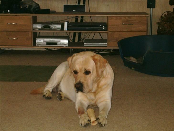 Labrador retriever Tiggo    R.I.P billede 5