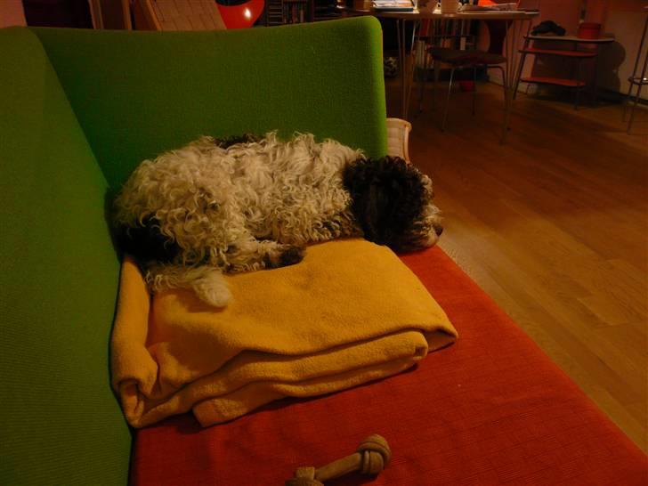 Lagotto romagnolo Mumi billede 4