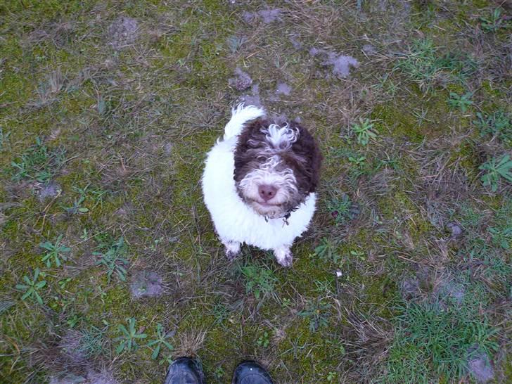 Lagotto romagnolo Mumi billede 5