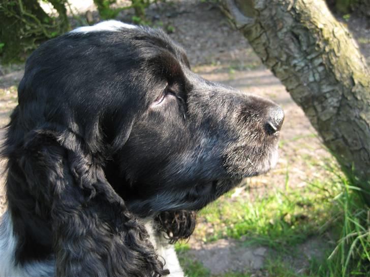 Cocker spaniel Sniffer(Ralph) Kennel barley - Er jeg ikk sød?:::) billede 1