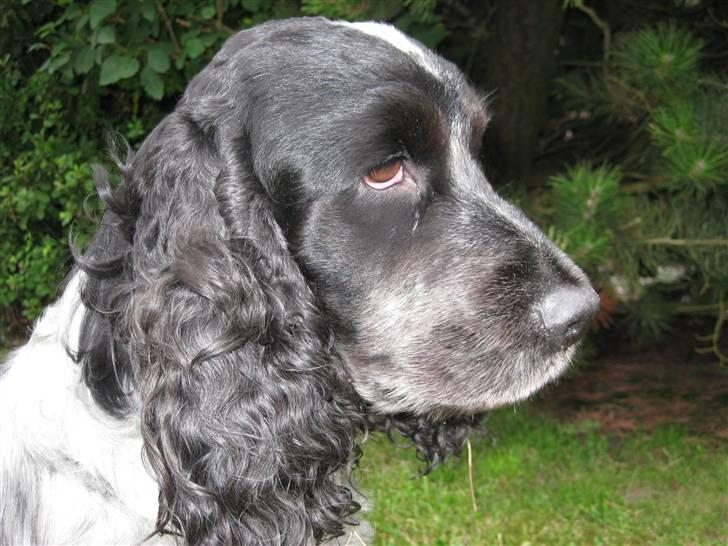 Cocker spaniel Sniffer(Ralph) Kennel barley - Godmorgen! billede 2