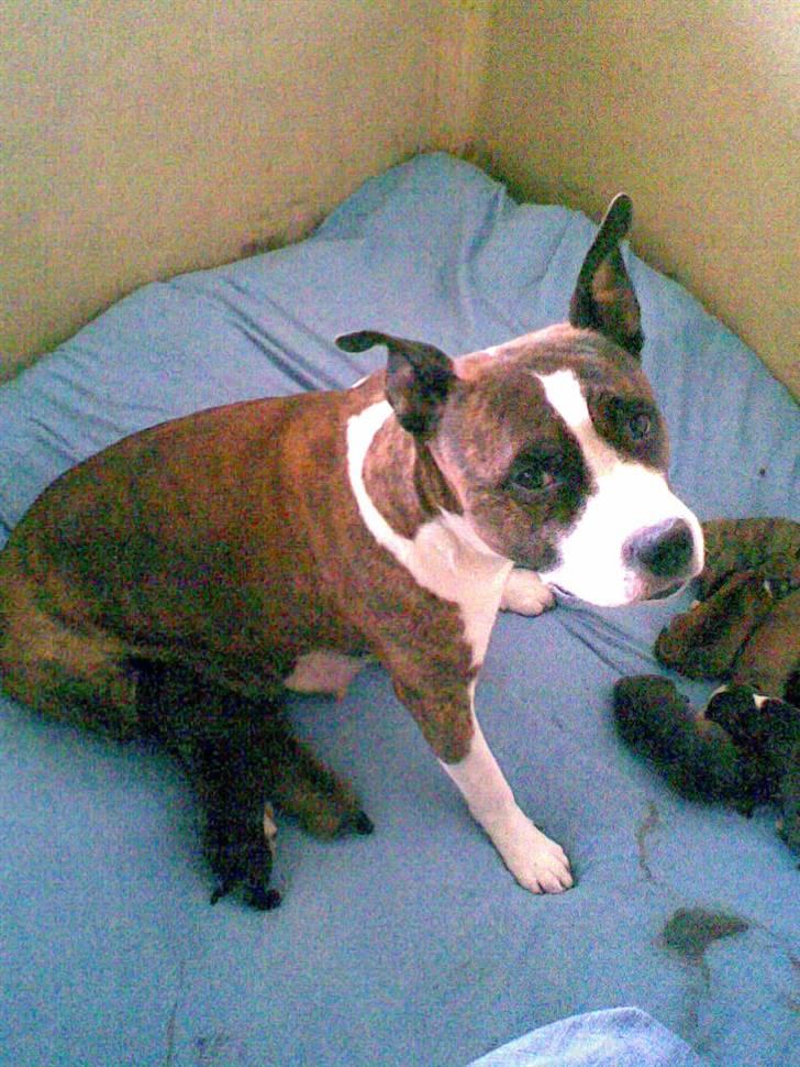 Amerikansk staffordshire terrier <'3 -Louisianna-<'3 R.I.P - Jeg passer godt, på mine børn. :) billede 9