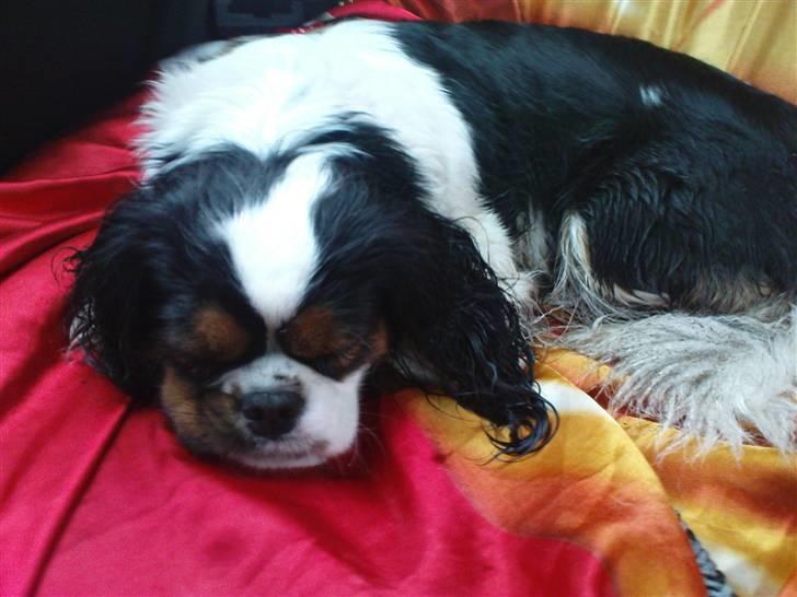 Cavalier king charles spaniel lady<33 billede 13