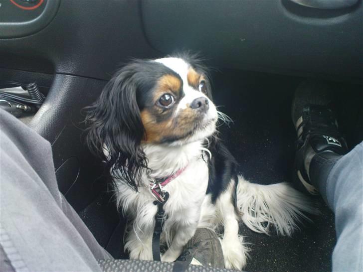 Cavalier king charles spaniel lady<33 billede 14