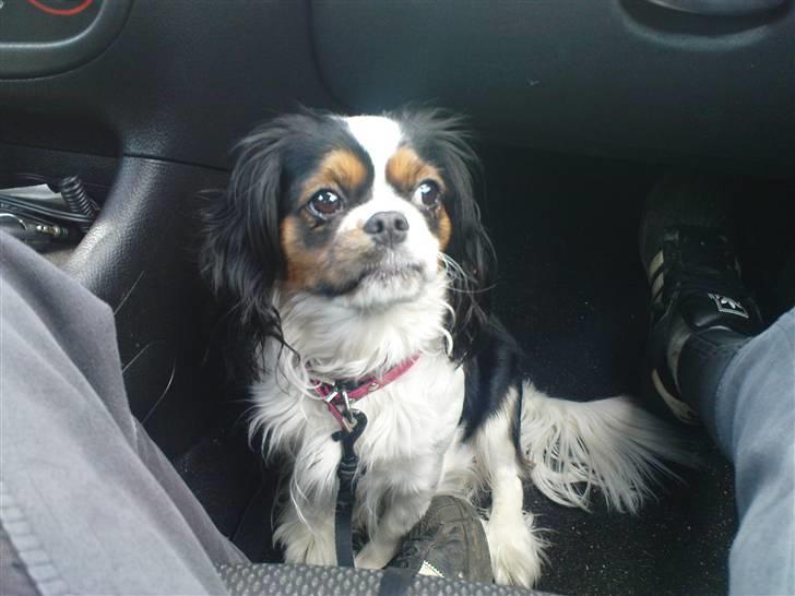 Cavalier king charles spaniel lady<33 billede 15