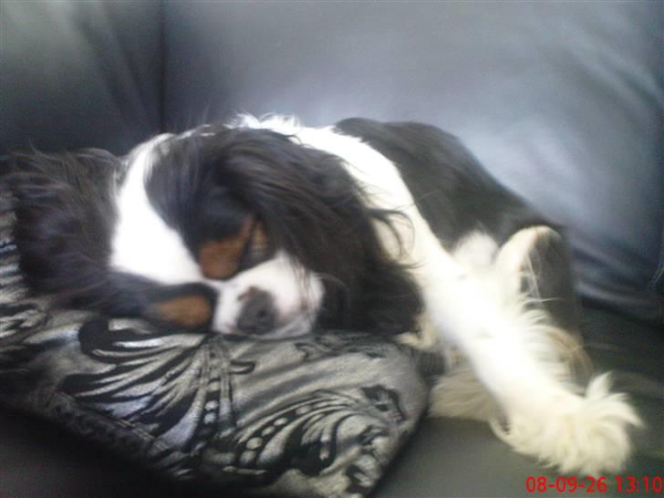 Cavalier king charles spaniel lady<33 billede 16
