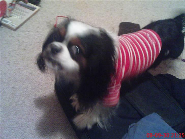 Cavalier king charles spaniel lady<33 billede 17