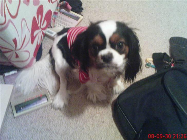 Cavalier king charles spaniel lady<33 billede 18