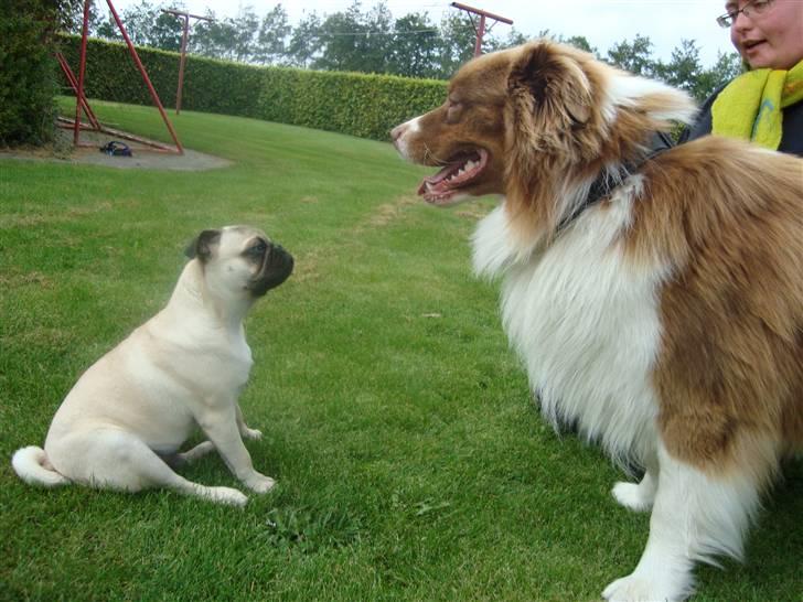 Mops Cosmo - Cosmo syns hvis at Kaito har lidt dårlig ånde :D  billede 16