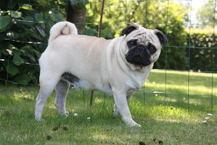 Mops Cosmo - Cosmo :) billede 10