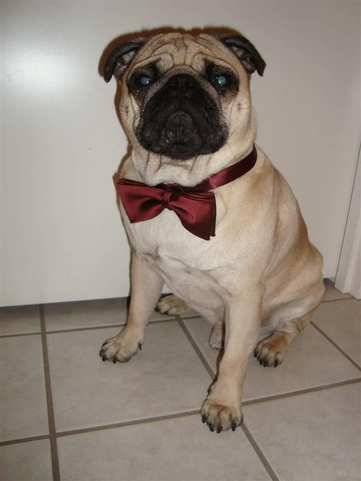 Mops Cosmo - Selveste Hr. Cosmo :) billede 11