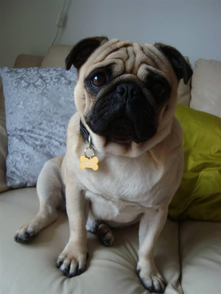 Mops Cosmo - marts 2010 billede 13