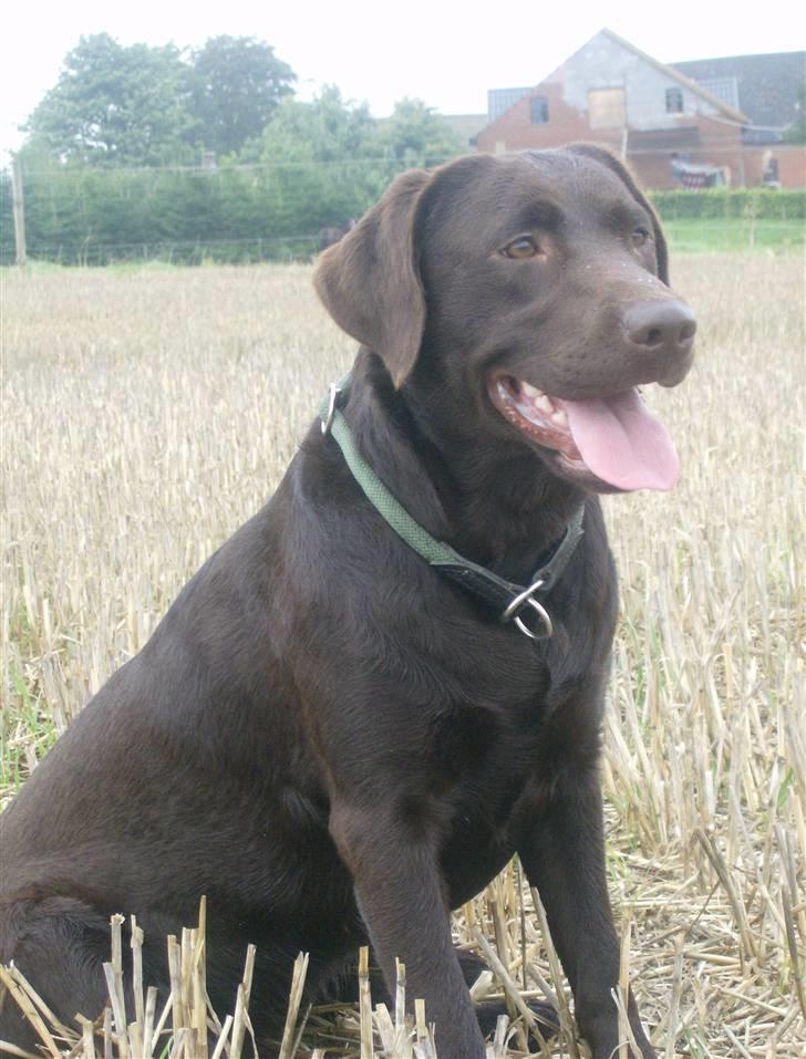 Labrador retriever Østrupgård Sally - 1 år gammel.... og ved at være en rigtig smuk hund :-) billede 11