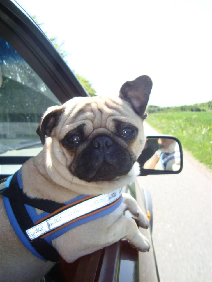 Mops Cosmo - Elsker at hænge ud af vinduet, når vi kører bil :) D. 31/5-09 billede 15