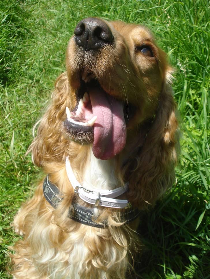 Cocker spaniel Bella (abeungen) - Det er hårdt at være i hundeskov! billede 19
