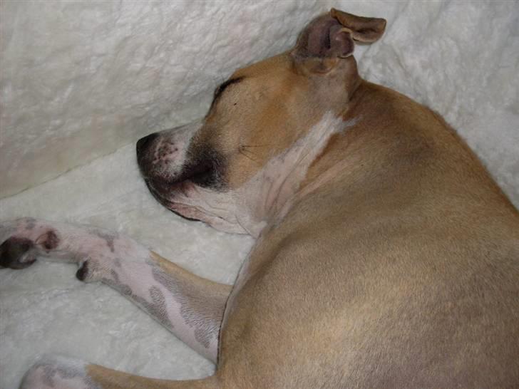 Blanding af racer Minnie 4/10 00 - 21/4 10 billede 3