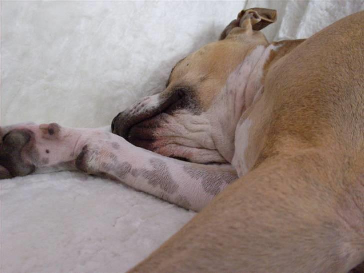 Blanding af racer Minnie 4/10 00 - 21/4 10 billede 4