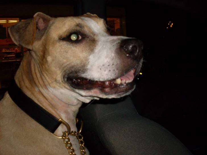 Blanding af racer Minnie 4/10 00 - 21/4 10 billede 5