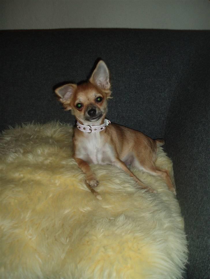 Chihuahua Kira billede 11