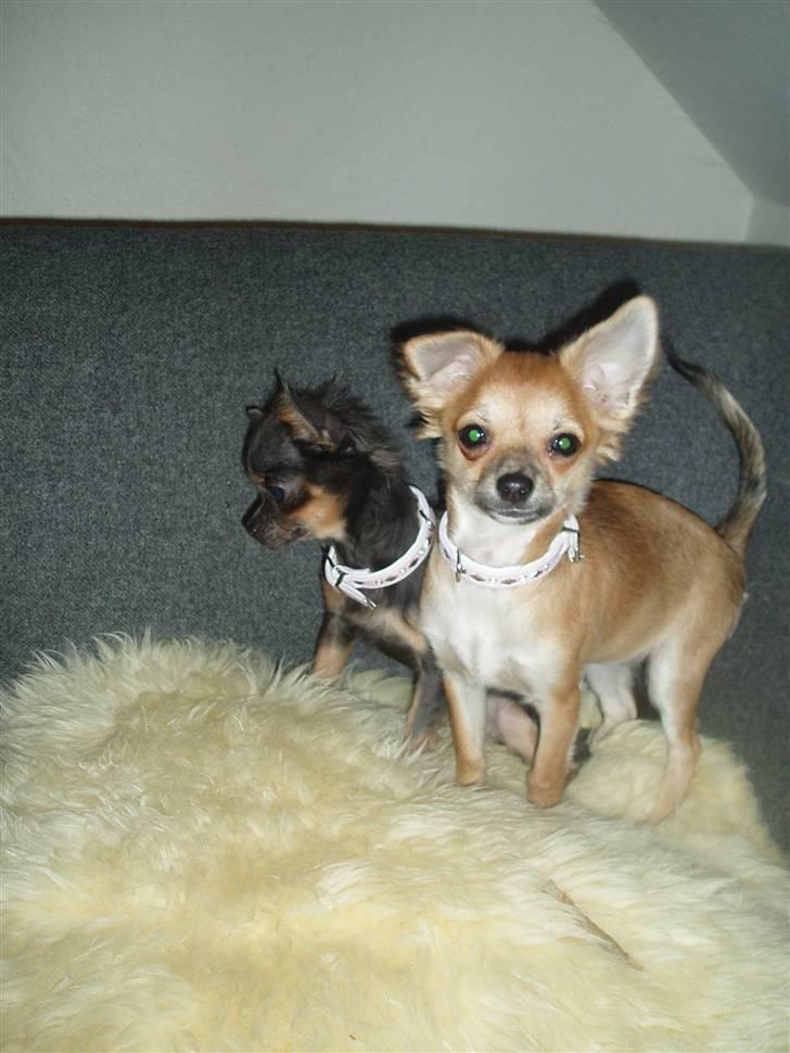 Chihuahua Kira billede 12