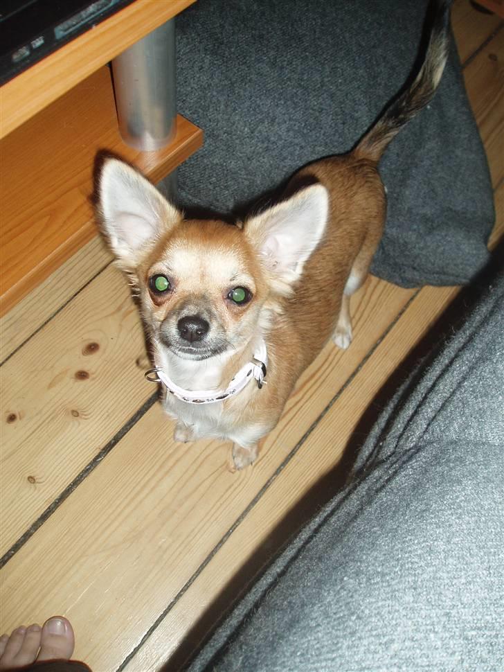 Chihuahua Kira billede 13