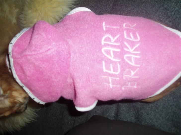 Chihuahua Kira billede 14