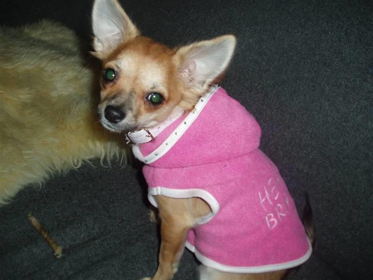 Chihuahua Kira billede 15