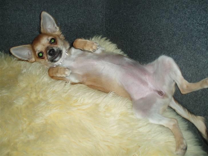 Chihuahua Kira billede 16