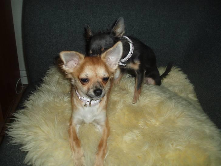 Chihuahua Kira billede 17