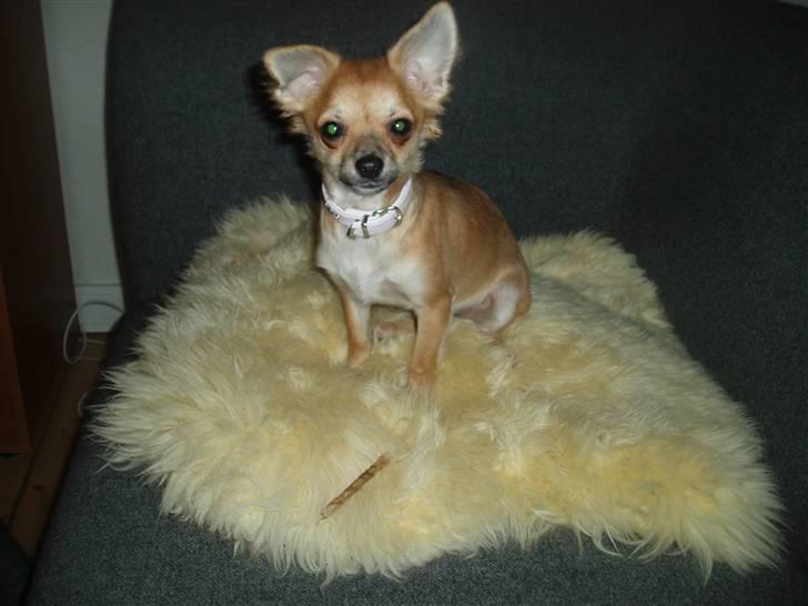 Chihuahua Kira billede 18