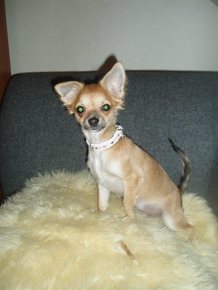 Chihuahua Kira billede 19