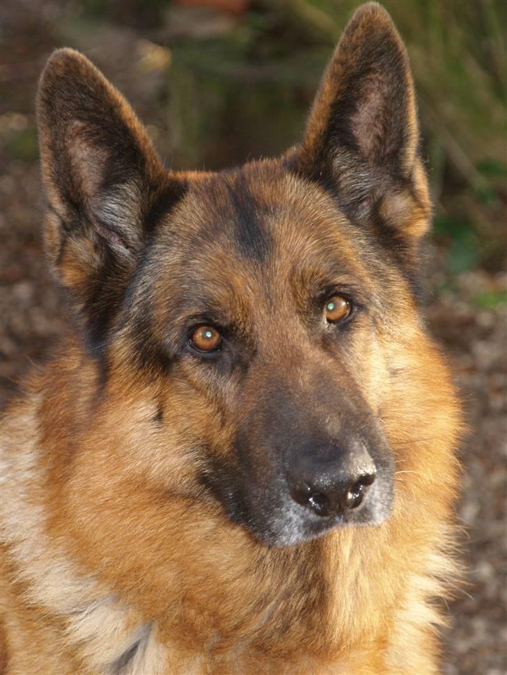 Schæferhund Luffe billede 1