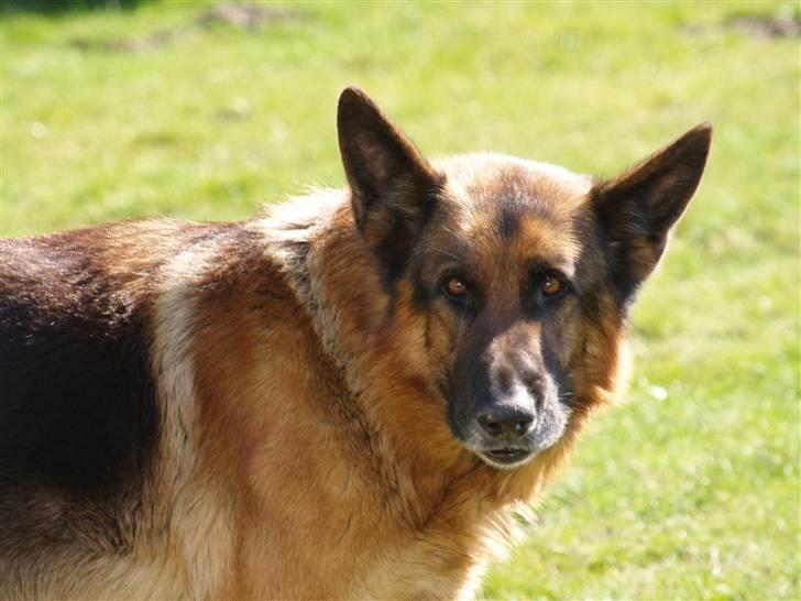 Schæferhund Luffe billede 2