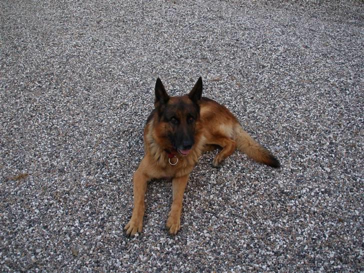 Schæferhund Luffe billede 3