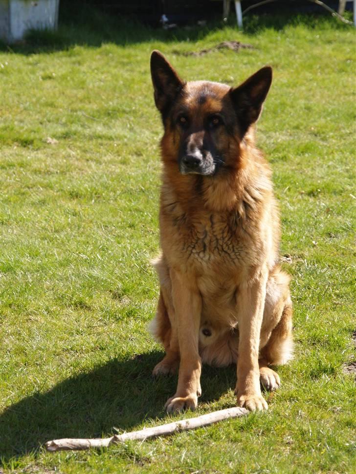 Schæferhund Luffe billede 4