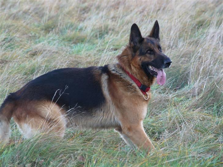 Schæferhund Luffe billede 5