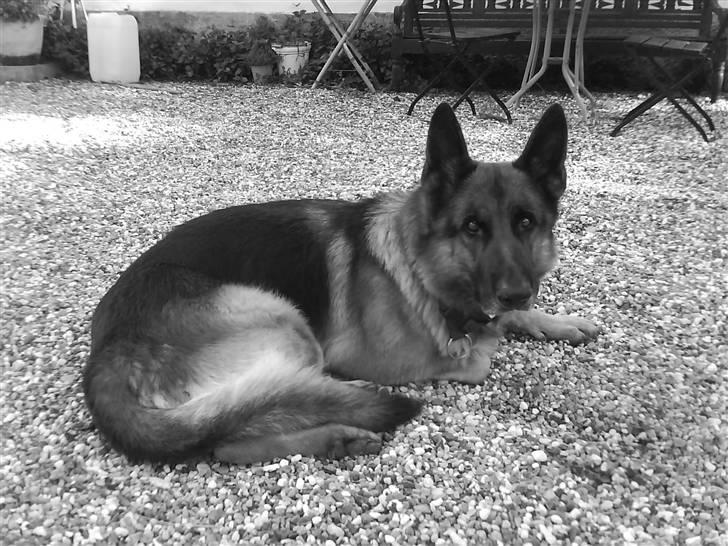 Schæferhund Luffe billede 6